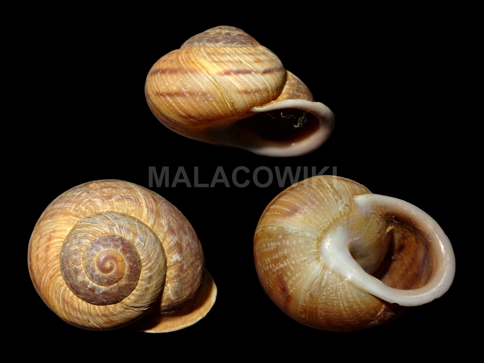 Hemicycla flavistoma Hemicycla flavistoma