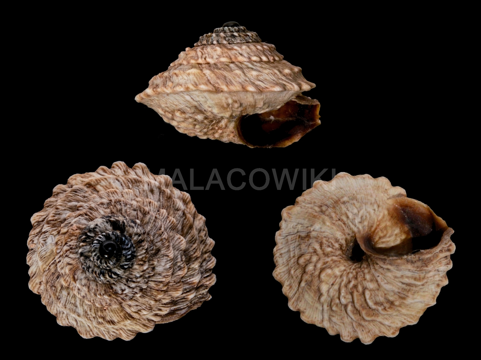 Obelus moderatus Obelus moderatus