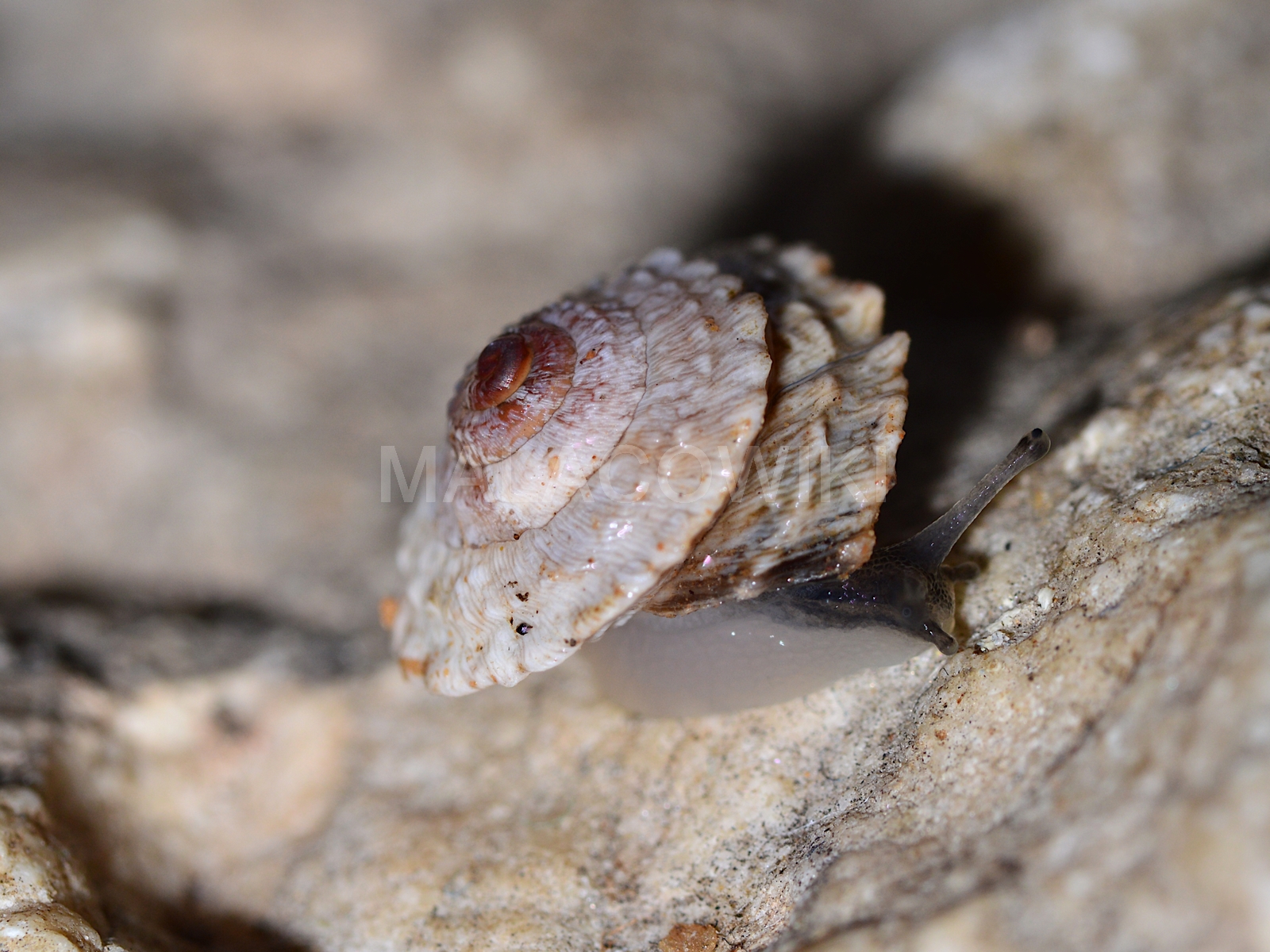 Obelus moderatus Obelus moderatus