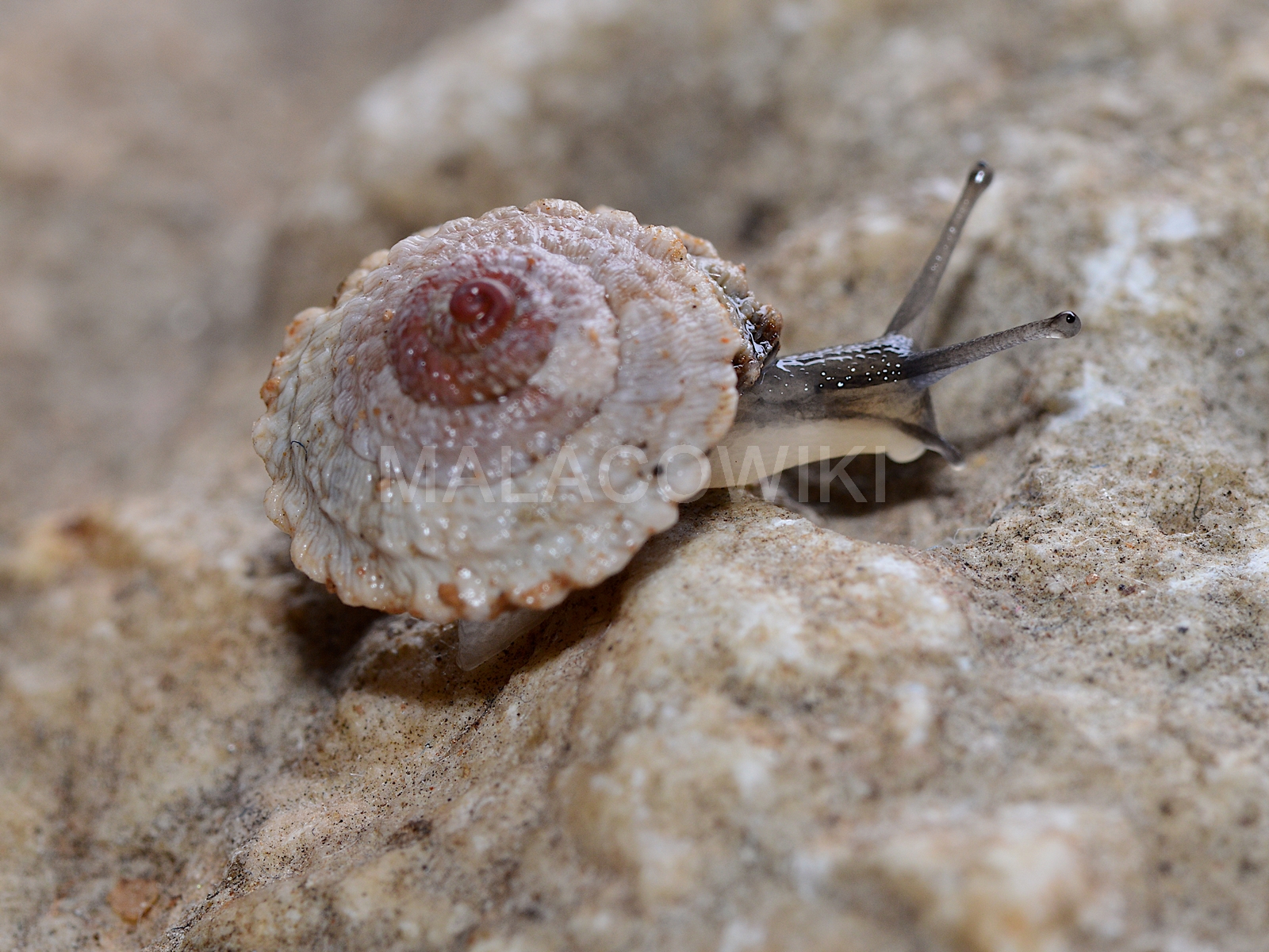 Obelus moderatus Obelus moderatus