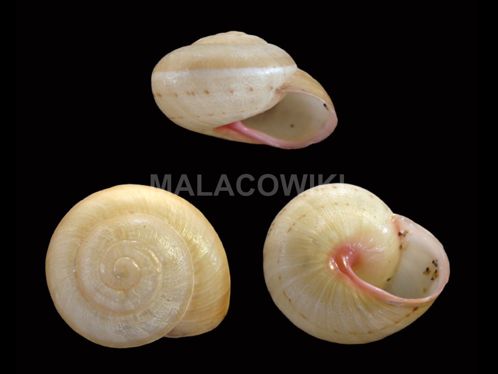 Pseudotachea liturata Pseudotachea liturata