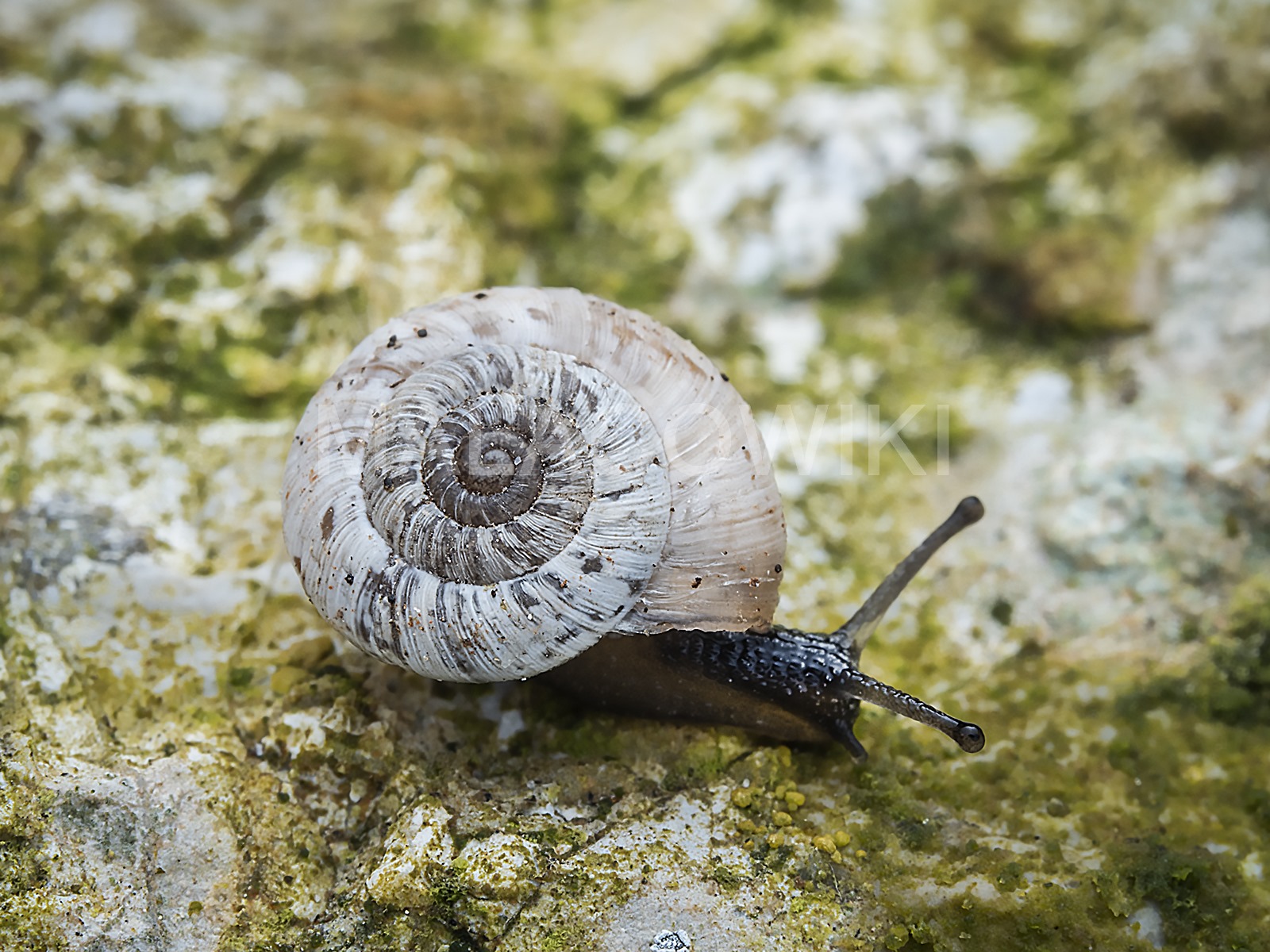 Xerotricha silosensis Xerotricha silosensis