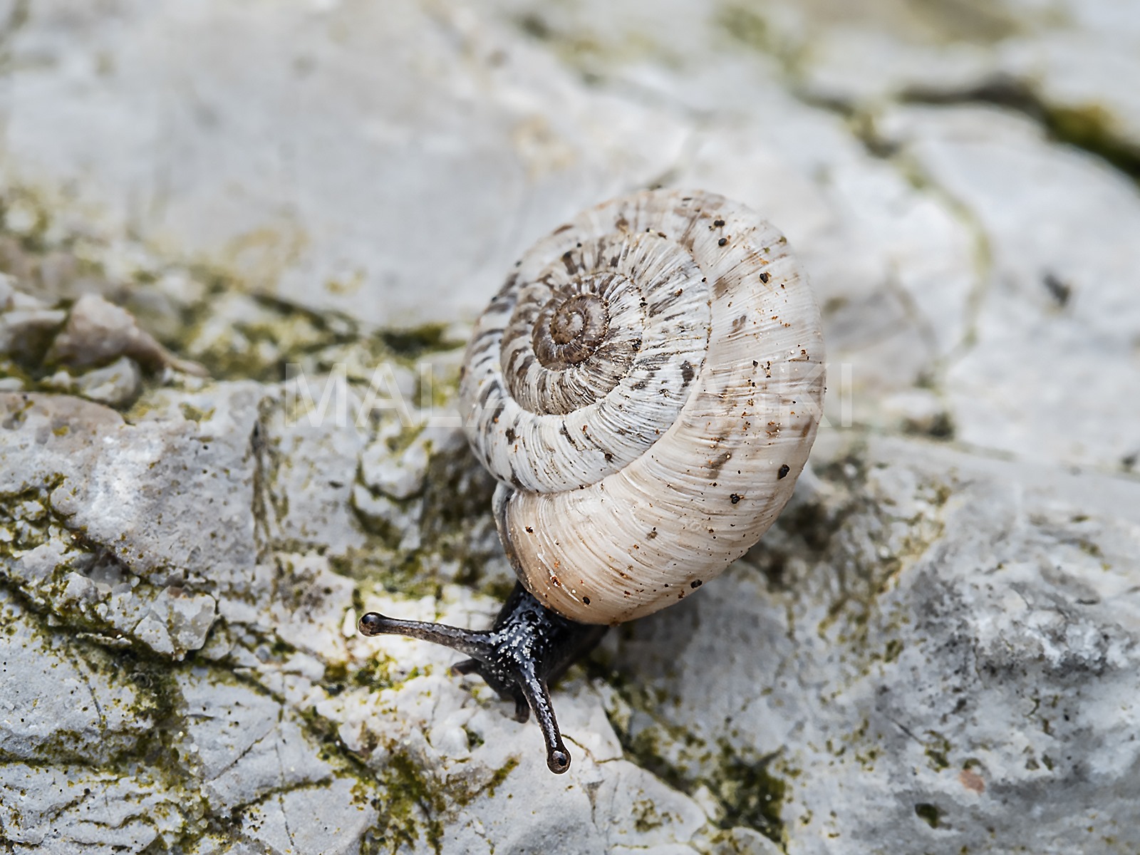Xerotricha silosensis Xerotricha silosensis