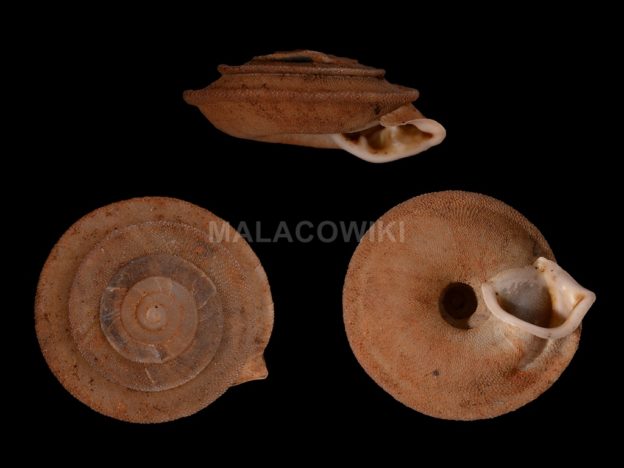 Gittenbergeria turriplana (Morelet, 1845) – Malacowiki