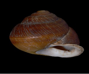 Helicidae Malacowiki