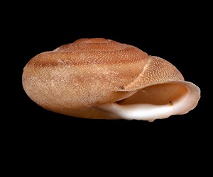 Helicidae Malacowiki